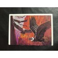 Figurine Panini Birds Sticker #66 (1979)