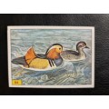 Figurine Panini Birds Sticker #64 (1979)