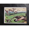 Figurine Panini Birds Sticker #56 (1979)