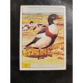 Figurine Panini Birds Sticker #52 (1979)