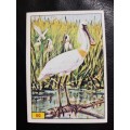 Figurine Panini Birds Sticker #50 (1979)