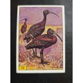 Figurine Panini Birds Sticker #49 (1979)