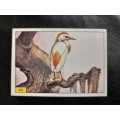 Figurine Panini Birds Sticker #44 (1979)