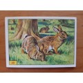 Figurine Panini Mammals Sticker #49 (1978)