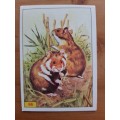 Figurine Panini Mammals Sticker #66 (1978)