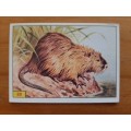 Figurine Panini Mammals Sticker #89 (1978)
