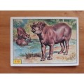 Figurine Panini Mammals Sticker #110 (1978)