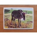 Figurine Panini Mammals Sticker #156 (1978)