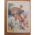 Figurine Panini Mammals Sticker #157 (1978)