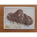 Figurine Panini Mammals Sticker #168 (1978)
