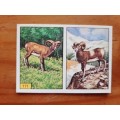 Figurine Panini Mammals Sticker #171 (1978)