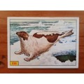 Figurine Panini Mammals Sticker #236 (1978)