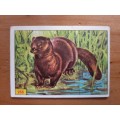 Figurine Panini Mammals Sticker #266 (1978)