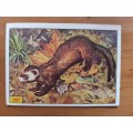 Figurine Panini Mammals Sticker #267 (1978)