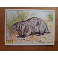 Figurine Panini Mammals Sticker #275 (1978)