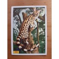 Figurine Panini Mammals Sticker #280 (1978)