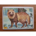 Figurine Panini Mammals Sticker #325 (1978)