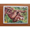 Figurine Panini Mammals Sticker #340 (1978)