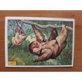 Figurine Panini Mammals Sticker #341 (1978)