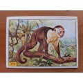 Figurine Panini Mammals Sticker #370 (1978)