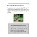 The Homesteading Handbook PDF
