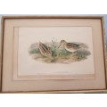 Gould,Jack Snipe, Lymnocryptes Gallinula, hand-coloured lithograph c1873.