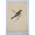 Antique Bird Print Holboll`s Redpole