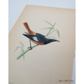 Antique Bird Print Guldenstadt`s Redstart