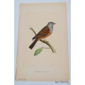 Antique Bird Print Striolated Bunting