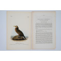 Townsend`s Cormorant Plate 418 by John James Audubon