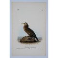 Townsend`s Cormorant Plate 418 by John James Audubon
