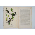 Black Poll Wood Warbler Plate 78 by John James Audubon