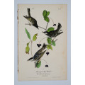 Black Poll Wood Warbler Plate 78 by John James Audubon