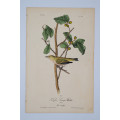 Tennessee Swamp Warbler Plate 110 by John James Audubon