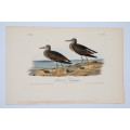 Pectoral Sandpiper Plate 329 by John James Audubon