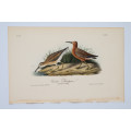 Curlew Sandpiper Plate 333 by John James Audubon