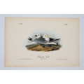 Kittiwake Gull Plate 444 by John James Audubon