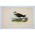 Pomerine Jager Plate 451 by John James Audubon