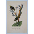 American Golden Crested Kinglet Plate 132 by John James Audubon