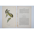 Pine Linnet - Plate 180 by John James Audubon