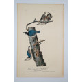 White-Breasted Nuthatch Plate 247 by John James Audubon