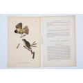 Great Crested Flycatcher Plate 57 by John James Audubon
