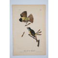 Great Crested Flycatcher Plate 57 by John James Audubon