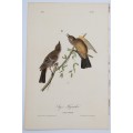 Say`s Flycatcher - Plate 59 by John James Audubon