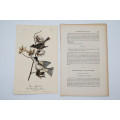 Pewee Flycatcher by John James Audubon