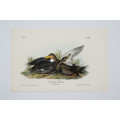 Dusky Duck - Plate 386 by John James Audubon
