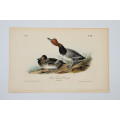 Red Headed Duck Plate 396 by John James Audubon