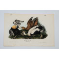 Eider Duck - Plate 405 by John James Audubon