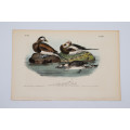 Long-Tailed Duck - Plate 410 by John James Audubon