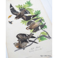 Night Hawk - Plate 43 by John James Audubon
